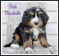 Bernedoodle