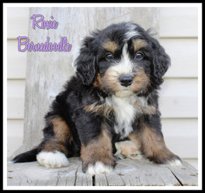 Bernedoodle