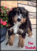 Bernedoodle