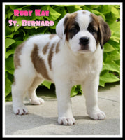 Ruby Kae Female AKC Saint Bernard $1350