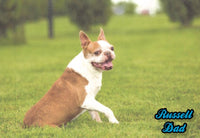 Marley Female Boston Terrier $1500