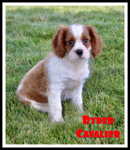 Cavalier