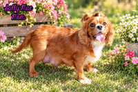 Mario Male AKC Cavalier $1895