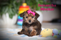 Samantha Female Morkie $1800