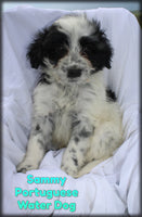 Sammy Male AKC Portuguese Water Dog $2500
