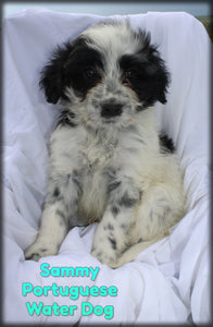 Portuguese Water Dog