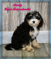 Mini Bernedoodle