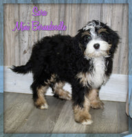 Sara Female F1B Mini Bernedoodle $1350