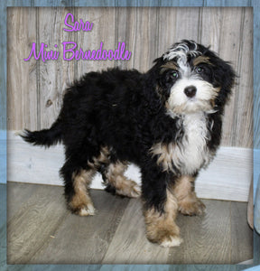 Mini Bernedoodle