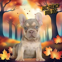 Sasha AKC Female French Bulldog $1750