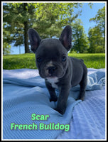 French Bulldog