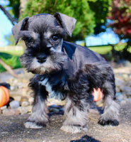 Teddy Male AKC Mini Schnauzer $999