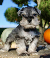 Echo Male AKC Mini Schnauzer $999