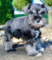 Teddy Male AKC Mini Schnauzer $999