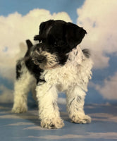 Pepper Male Schnoodle $1350