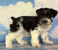 Pepper Male Schnoodle $1350