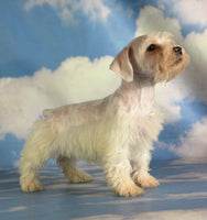 Pearl Female Schnoodle $1375