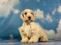Parker Male Schnoodle $1375