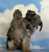 Pipsqueak Male Schnoodle $1625