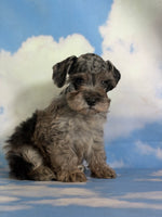 Pipsqueak Male Schnoodle $1625