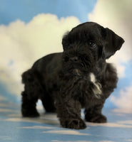 Panther Male Schnoodle $1375