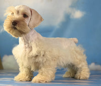 Parker Male Schnoodle $1375