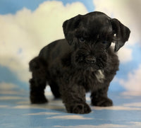 Panther Male Schnoodle $1375