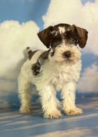 Penny Female Schnoodle $1350