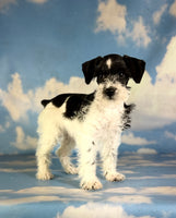 Phoenix Female Schnoodle $1350