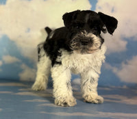 Pepper Male Schnoodle $1350