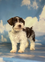 Penny Female Schnoodle $1350