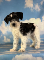 Phoenix Female Schnoodle $1350