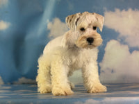 Pongo Male Schnoodle $1375