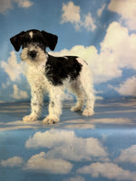 Phoenix Female Schnoodle $1350