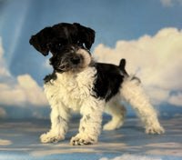 Pepper Male Schnoodle $1350
