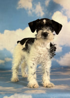 Phoenix Female Schnoodle $1350