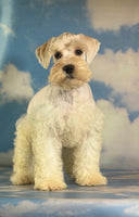 Pongo Male Schnoodle $1375