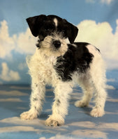 Phoenix Female Schnoodle $1350