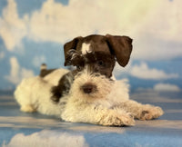 Penny Female Schnoodle $1350