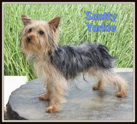 Scotty Male AKC Yorkshire Terrier $550