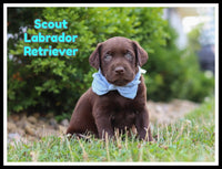 Scout Male AKC Labrador Retriever $1500