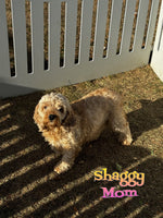 Daisy Mae Female F1B Cavapoo $795