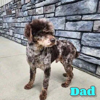 Miley Male F1B Micro Mini Sheepadoodle $795