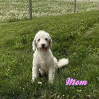 Miley Male F1B Micro Mini Sheepadoodle $795