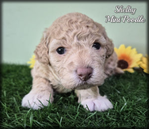 Mini Poodle