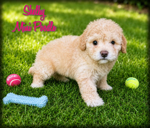 Shelby Female Mini Poodle $850