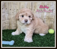 Shelby Female Mini Poodle $850