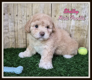  Mini Poodle