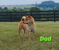 Fiona Female ACA Shiba Inu $850