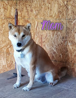 Fiona Female ACA Shiba Inu $850